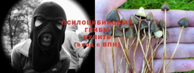 Галлюциногенные грибы Magic Shrooms  хочу   Норильск 